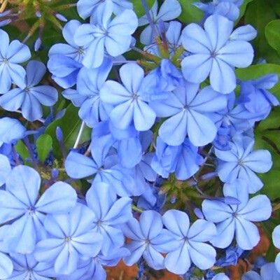Plumbago du Cap/dentelaire - Leaderplant
