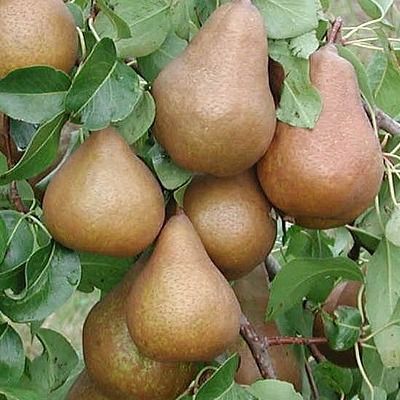 Poirier Beurré Hardy - Leaderplant