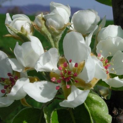 Poirier Beurré Hardy - Leaderplant