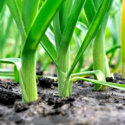 Poireau perpétuel - Leaderplant