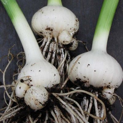 Poireau perpétuel - Leaderplant