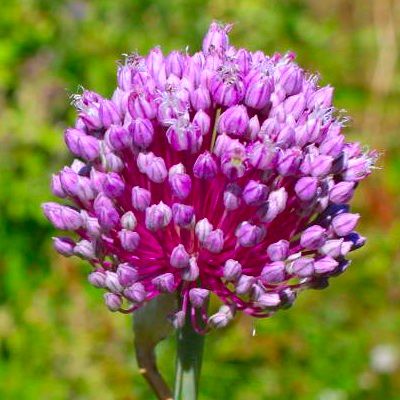 Poireau perpétuel - Leaderplant