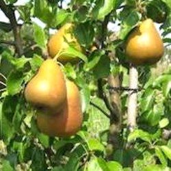 Poirier Beurré Hardy - Leaderplant