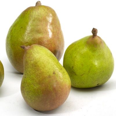 Poirier Doyenné du Comice - Leaderplant