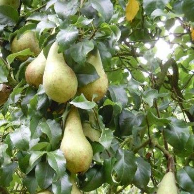 Poirier Concorde ® - Leaderplant