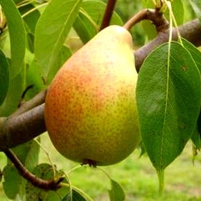 Poirier Docteur Jules Guyot - Leaderplant