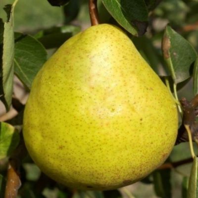 Poirier nain Pear Me William Fruit Me ® - Leaderplant