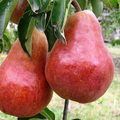 Poirier Williams Rouge   - Leaderplant