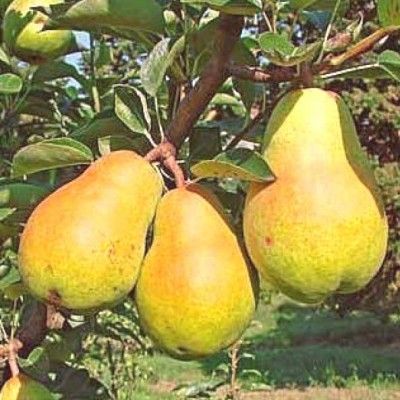 Poirier Williams - Leaderplant