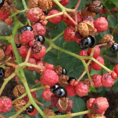 Poivrier du Sichuan - Clavalier - Leaderplant