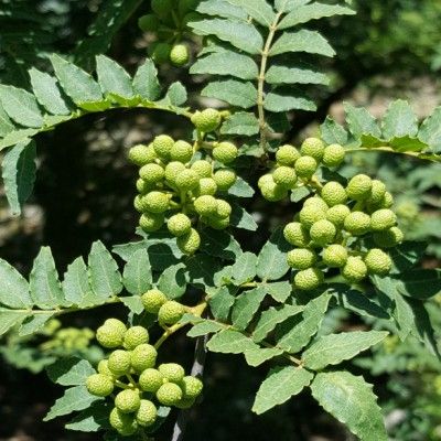 Poivrier du Japon - Poivrier citronné - Clavalier Sansho - Leaderplant