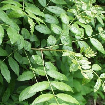 Poivrier rustique d'Amérique - Clavalier - Leaderplant