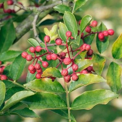 Poivrier rustique d'Amérique - Clavalier - Leaderplant