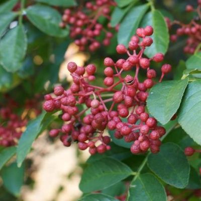 Poivrier du Sichuan - Sancho Japonais - Leaderplant