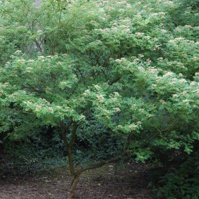 Poivrier du Sichuan - Sancho Japonais - Leaderplant