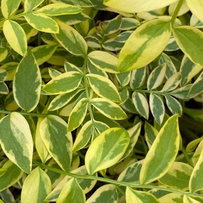 Polémoine ou Valériane grecque Golden Feather ® - Leaderplant