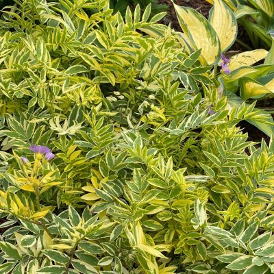 Polémoine ou Valériane grecque Golden Feather ® - Leaderplant