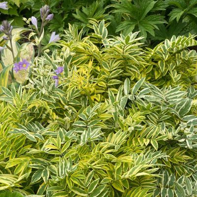 Polémoine ou Valériane grecque Golden Feather ® - Leaderplant