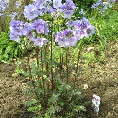 Polémoine ou Valériane grecque Bressingham Purple ® - Leaderplant