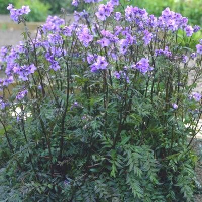 Polémoine ou Valériane grecque Bressingham Purple ® - Leaderplant