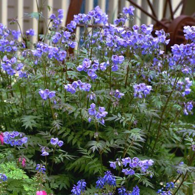 Polémoine ou Valériane grecque Heaven Scent ® - Leaderplant