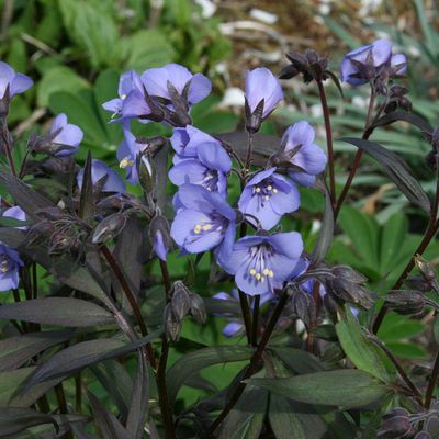 Polémoine ou Valériane grecque Heaven Scent ® - Leaderplant