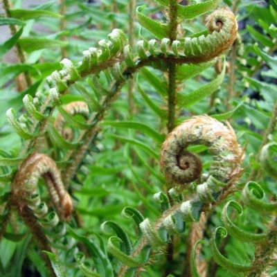 Fougère Polystic - Leaderplant