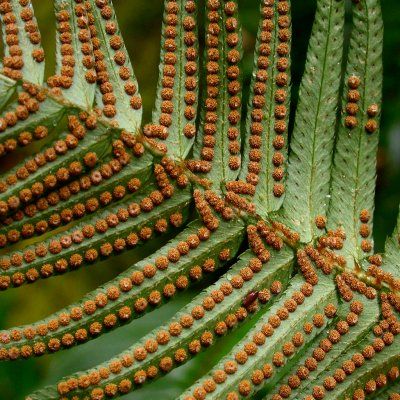 Fougère Polystic - Leaderplant