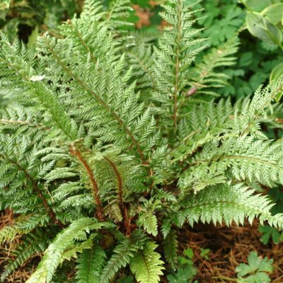 Fougère persistante Shiny Holly Fern  - Leaderplant