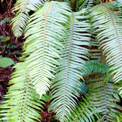 Fougère Polystic - Leaderplant