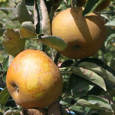 Pommier Reinette Grise du Canada - Leaderplant