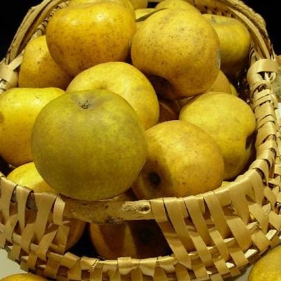 Pommier Reinette Clochard - Leaderplant