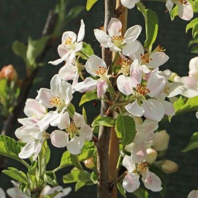 Pommier Apistar ® - Leaderplant