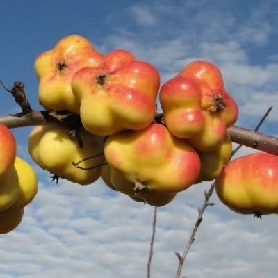 Pommier Apistar ® - Leaderplant