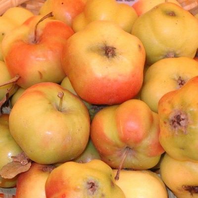 Pommier Apistar ® - Leaderplant