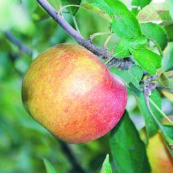 Pommier Belle de Boskoop - Leaderplant