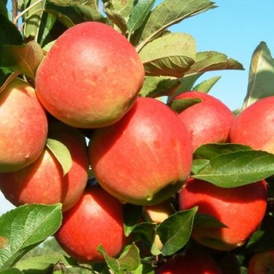 Pommier Belle de Boskoop - Leaderplant