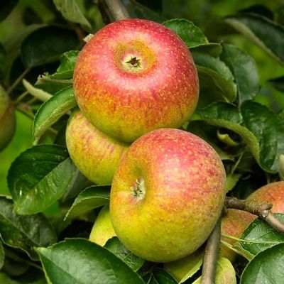 Pommier Court Pendu - Leaderplant