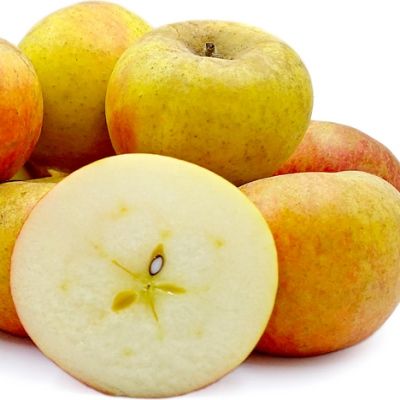 Pommier Court Pendu - Leaderplant