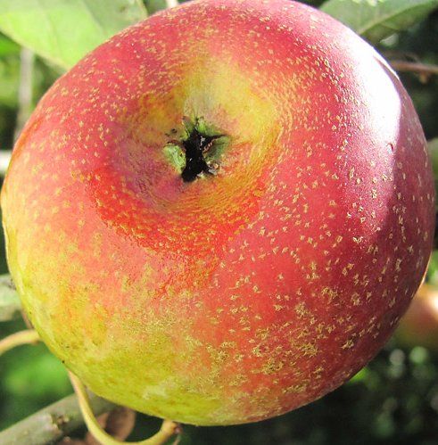 Pommier Court Pendu - Leaderplant