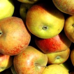 Pommier Cox Orange Pippin - Leaderplant
