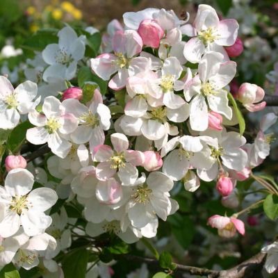 Pommier d'Ornement Everest - Leaderplant
