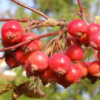 Pommier d'Ornement Everest - Leaderplant