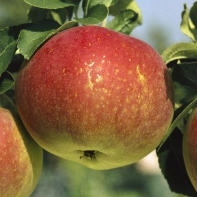 Pommier Ecolette - Leaderplant