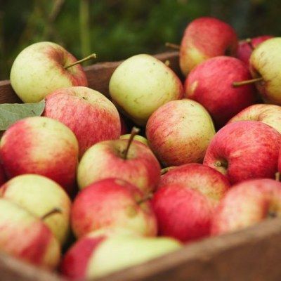 Pommier Elstar - Leaderplant