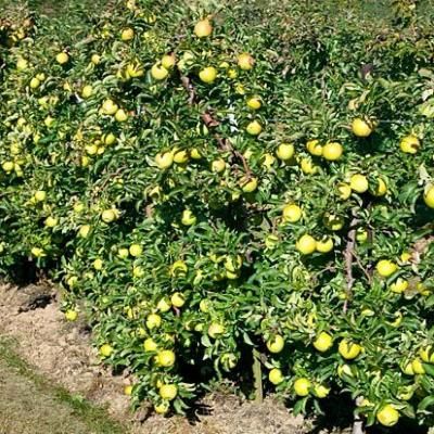 Pommier Goldrush - Leaderplant