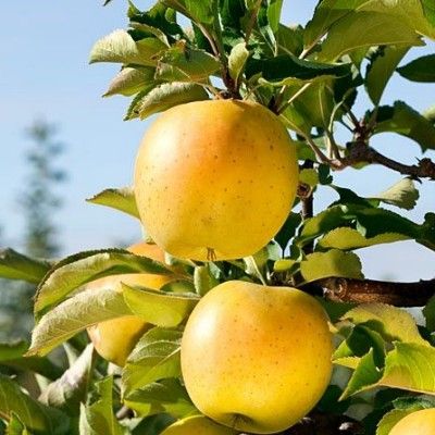 Pommier Goldrush - Leaderplant