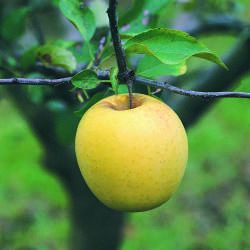 Pommier Golden Delicious - Leaderplant