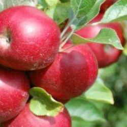 Pommier Idared - Leaderplant