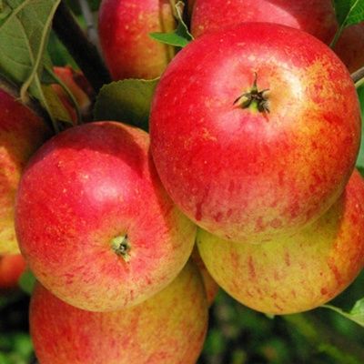 Pommier nain Mini Cox ® - Leaderplant